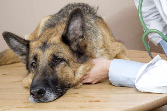 Vet,Examining,A,Sick,German,Shepherd