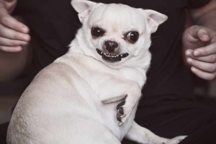 Angry,Dog,Bites.,Aggressive,Pet.