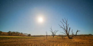 A moonlit landscape featuring cracked earth and barren trees