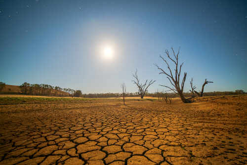 A moonlit landscape featuring cracked earth and barren trees