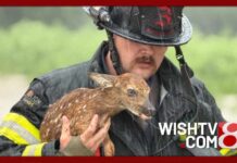 Morgan County first responders rescue baby deer from floodwaters during water rescue