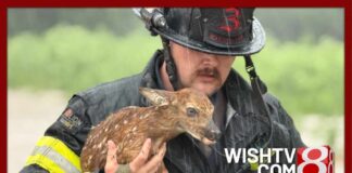 Morgan County first responders rescue baby deer from floodwaters during water rescue