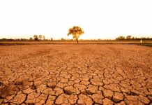 A solitary tree stands on cracked earth under a sunset sky