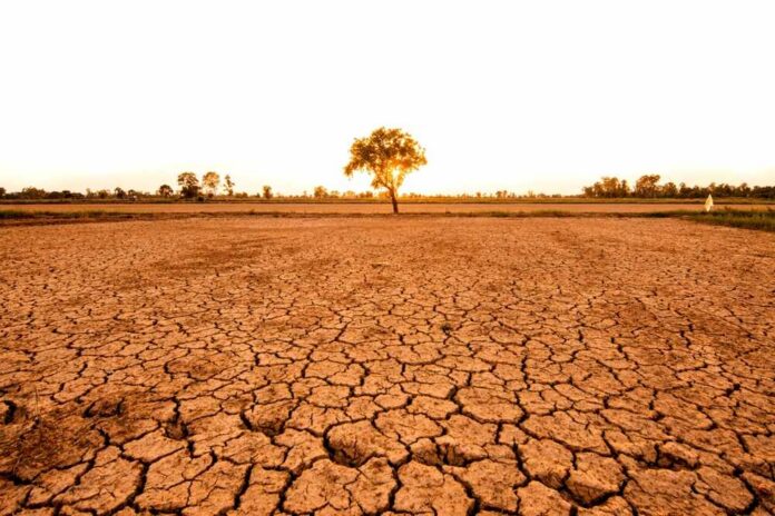 A solitary tree stands on cracked earth under a sunset sky