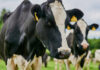 Flesh-Eating Fly Returns To Texas Border Close-up of a black and white dairy cow with ear tags in a green field