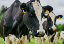 Close-up of a black and white dairy cow with ear tags in a green field