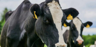 Flesh-Eating Fly Returns To Texas Border Close-up of a black and white dairy cow with ear tags in a green field