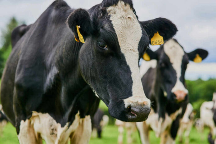 shutterstock_2509002713 Close-up of a black and white dairy cow with ear tags in a green field