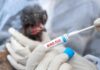 Bird Flu Reaches Australian Seabirds Gloved hands hold a bird flu test swab near a chicken