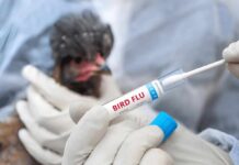 Gloved hands hold a bird flu test swab near a chicken