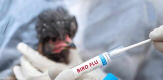 Gloved hands hold a bird flu test swab near a chicken