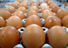 Close-up of brown eggs arranged in an egg carton