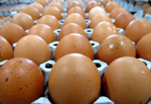 Egg Producers Pay Without Admitting Guilt Close-up of brown eggs arranged in an egg carton