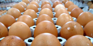 Egg Producers Pay Without Admitting Guilt Close-up of brown eggs arranged in an egg carton