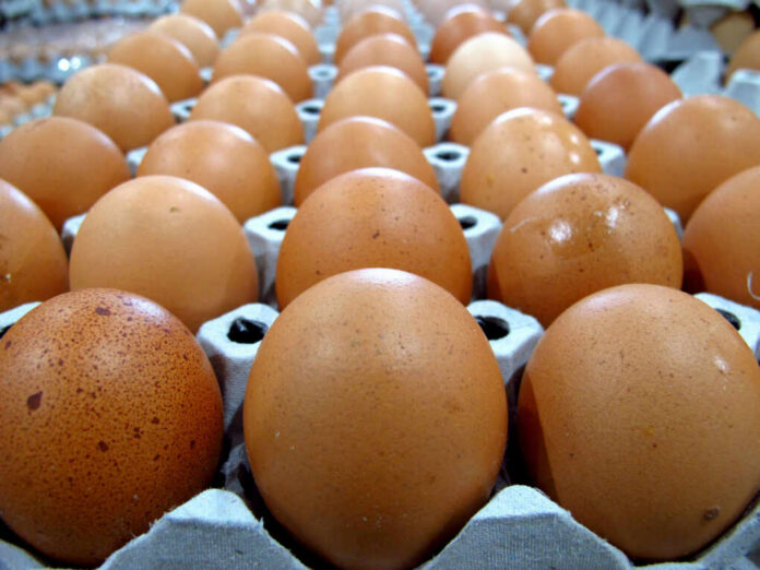 shutterstock201023000jpg Close-up of brown eggs arranged in an egg carton