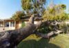Tree Assassin Hunted: $147K Bounty Fallen tree on suburban house roof