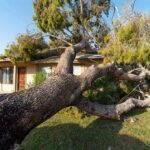 Fallen tree on suburban house roof