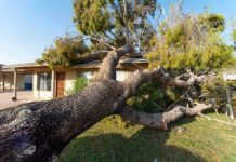 Fallen tree on suburban house roof