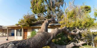 Fallen tree on suburban house roof
