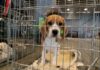 beagle puppy in a metal crate