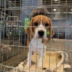Taxpayer Cash Fueled Puppy Experiments? beagle puppy in a metal crate