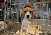 Taxpayer Cash Fueled Puppy Experiments? beagle puppy in a metal crate
