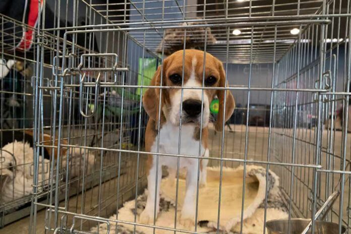 shutterstock_1563568048 beagle puppy in a metal crate