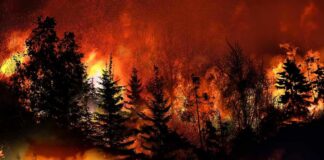 Forest wildfire engulfing trees with intense flames