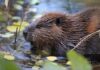 Beaver in shallow water among floating leaves