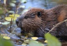 Beaver in shallow water among floating leaves