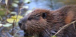 Rabid Beaver Attacks 13-Year-Old, Popular Lake Closed Beaver in shallow water among floating leaves