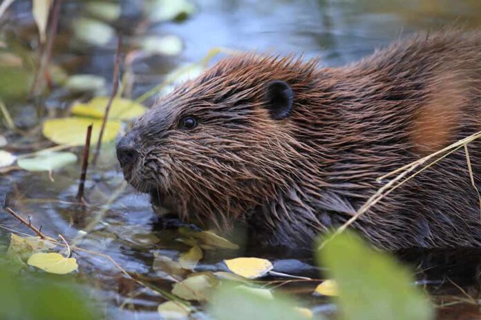 shutterstock_775435624-2 Beaver in shallow water among floating leaves