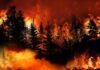Maui’s Hidden Poison Clouds Lungs Forest wildfire engulfing trees with intense flames