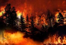 Maui’s Hidden Poison Clouds Lungs Forest wildfire engulfing trees with intense flames