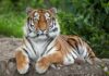Fatal Zoo Incident Leaves One Crucial Question Tiger resting on the ground with paws forward