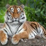 Fatal Zoo Incident Leaves One Crucial Question Tiger resting on the ground with paws forward