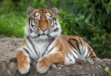 Fatal Zoo Incident Leaves One Crucial Question Tiger resting on the ground with paws forward