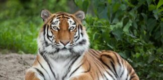 Tiger resting on the ground with paws forward